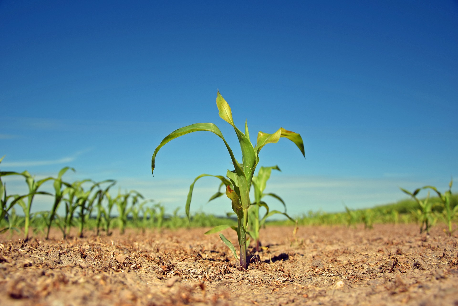 plant-2392845_1920